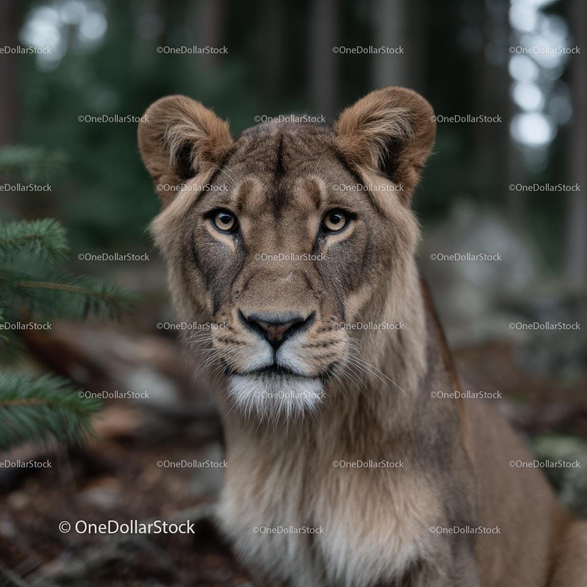 Majestic Lion in Natural Forest Setting