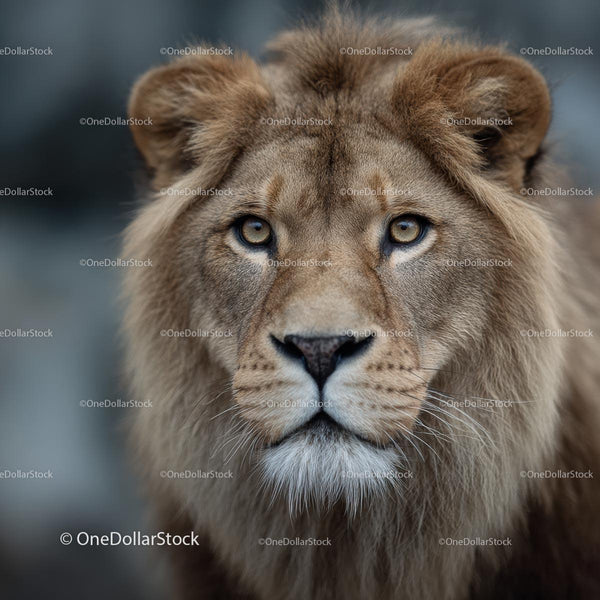 Majestic Lion Portrait with Intense Gaze