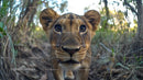 Curious Lion Cub in its Natural Habitat