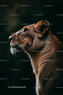 Majestic Lioness in Profile Under Soft Light