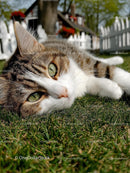 Tabby Cat Relaxing on Grass by White Picket Fence