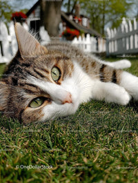 Tabby Cat Relaxing on Grass by White Picket Fence
