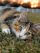 Playful Calico Kitten Relaxing on Grass at Sunset