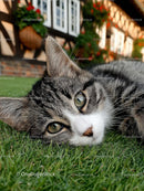 Relaxed Tabby Cat with Green Eyes on Grass Lawn