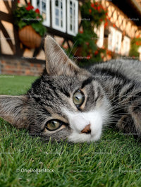 Relaxed Tabby Cat with Green Eyes on Grass Lawn