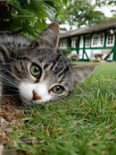 Playful Tabby Cat Relaxing in Lush Garden