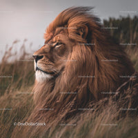 Majestic Lion with Golden Mane in the Grasslands