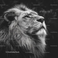 Majestic Lion with a Regal Mane in Monochrome