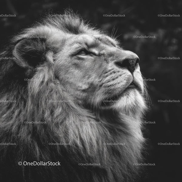 Majestic Lion with a Regal Mane in Monochrome