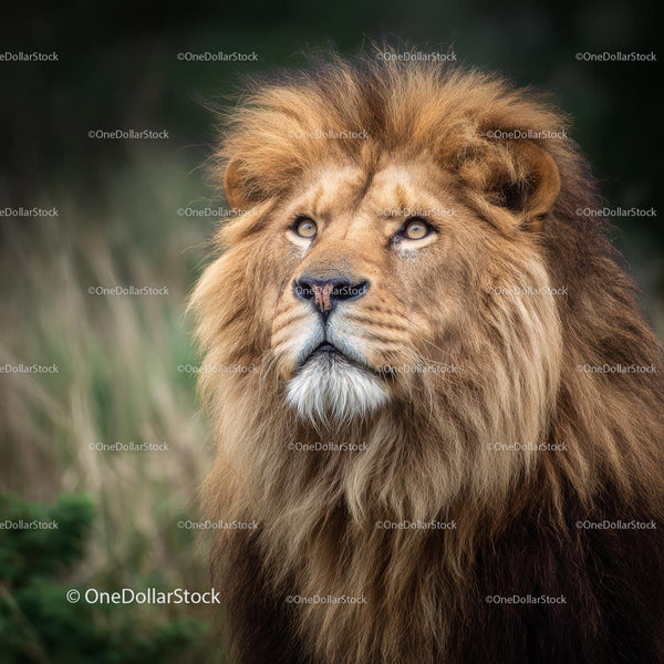 Majestic Lion with a Regal Brown Mane in Natural Habitat