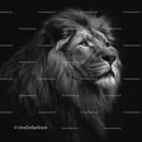 Majestic Lion in Dramatic Black and White Portrait