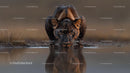 Black Panther Drinking Water at the Edge of a Pond