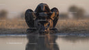 Black Panther Drinking Water in Serenity
