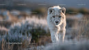 Majestic White Lion Strolling Through Grassland