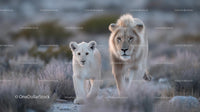 White Lion and Cub Strolling Through African Savannah