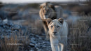 White Lion and Lioness Strolling in Natural Habitat