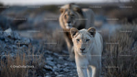 White Lion and Lioness Strolling in Natural Habitat