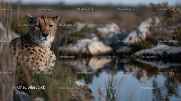 Cheetah Relaxing in Natural Habitat by Water's Edge