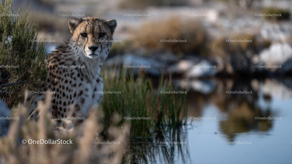 Cheetah by a Watering Hole in Natural Habitat