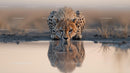 Cheetah Drinking from Waterhole in Serene Savanna