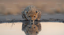 Cheetah Drinking at Water's Edge with Stunning Reflection