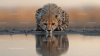 Majestic Cheetah Drinking at Dawn in Natural Habitat