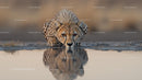 Cheetah Drinking from Waterhole in African Savannah