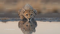 Cheetah Drinking from Waterhole in African Savannah