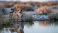 Cheetah Resting by Water Hole in African Savannah