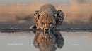 Majestic Cheetah Drinking Water at Sunset