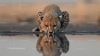 Majestic Cheetah Drinking Water at Sunset