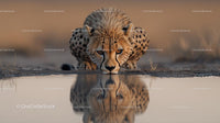 Cheetah at Waterhole Reflecting in Tranquil Waters