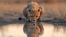 Cheetah Drinking Water in Serene Wilderness Setting