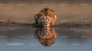Majestic Lion Staring at Its Reflection in Tranquil Water