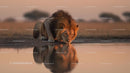 Majestic Lion Drinking at Sunset Reflection