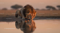 Majestic Lion Drinking at Sunset Reflection