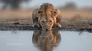 Majestic Lion Drinking at Waterhole in the African Savannah