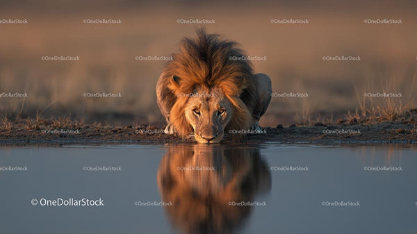 Majestic Lion Gazing at Water Reflection in African Wilderness