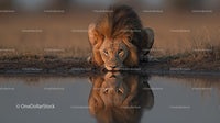 Majestic Lion Reflecting in Water at Sunset