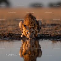 Majestic Lion Drinking at Sunset in the Savannah