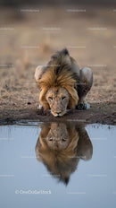 Majestic Lion Drinking at a Tranquil Waterhole