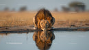 Majestic Lion Drinking at Waterhole in the Wilderness