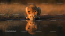 Majestic Lion Drinking at Sunset Reflection in Water