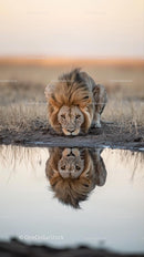 Majestic Lion Reflecting at Waterhole in the Savanna