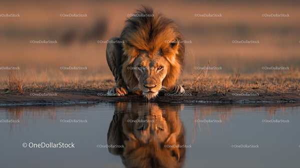 Majestic Lion Drinking from Water in African Savannah