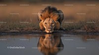 Majestic Lion Drinking at a Watering Hole at Sunset