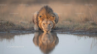 Majestic Lion Drinking at a Waterhole in the Savannah