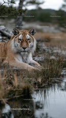 Majestic Tiger Resting by a Tranquil Water's Edge