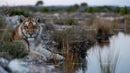 Wild Tiger Resting by Tranquil Waters in Natural Habitat