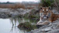 Majestic Tiger Resting by the Riverbank in Wilderness